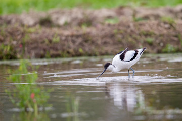 Portrait of bird -  Pied Avocet (Recurvirostra avosetta)