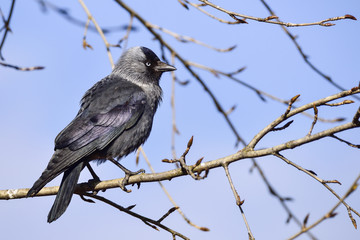 Obraz premium Western jackdaw