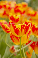 Garden tulips colorful background texture
