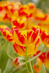 Garden tulips colorful background texture