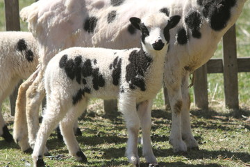 Naklejka premium Jacob Sheep lamb