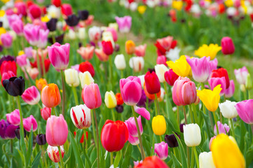 Fototapeta premium Tulpenblüte