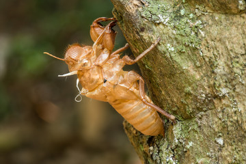 slough cicada