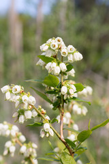 Blueberry buds in spring