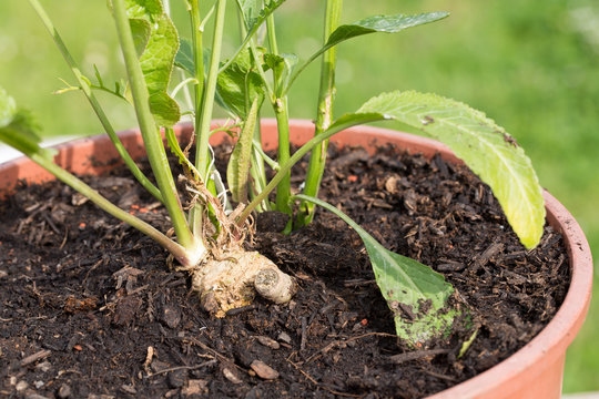 Pianta di rafano (Armoracia rusticana)  a primavera