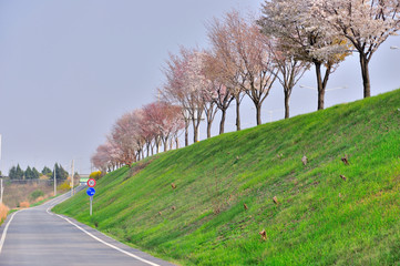 自転車道路と桜並木