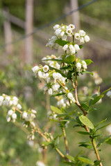 Blueberry buds in spring