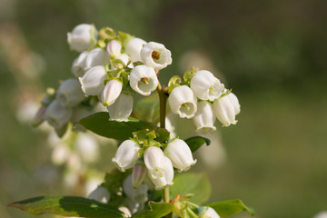 Blueberry buds in spring