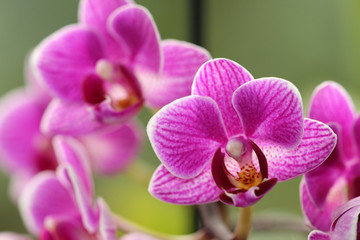 Phalaenopsis
