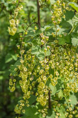 Johannisbeeren - nicht reif