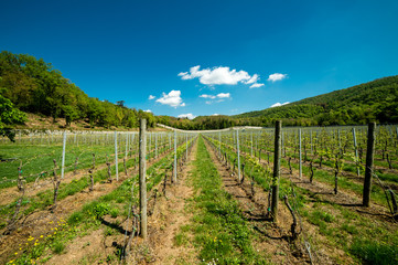 Fototapeta na wymiar Vigneti vino rosso Amarone, Valpolicella, Italia