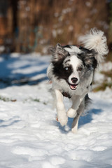Border Collie im Schnee