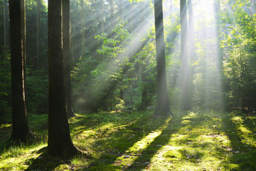 Sunbeam in forest