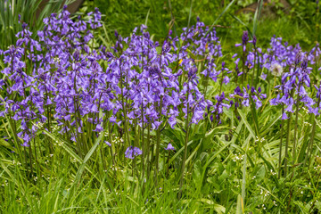 Blue flowers blooming in spring garden