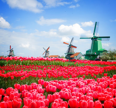 dutch windmill over  tulips field