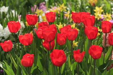 Fototapeta premium Tulpen auf Mainau