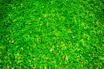 The green background