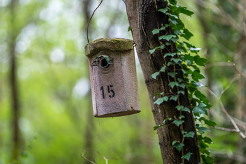  birdhouse on a tree in the forest