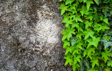 Background of fresh green beautiful ivy
