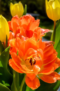 Orange tulip close up