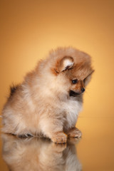 Fototapeta na wymiar Pomeranian puppy on a colored background