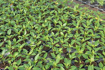 Paprikapflanzen, Gärtnerei, Jungpflanzen