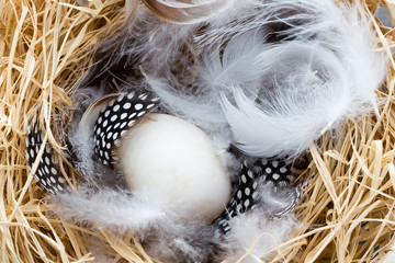 Duck eggs nest, spring Easter symbol.