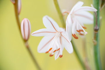 Detail flower Asphodelus
