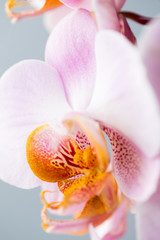 Pink orchid on the grey background.