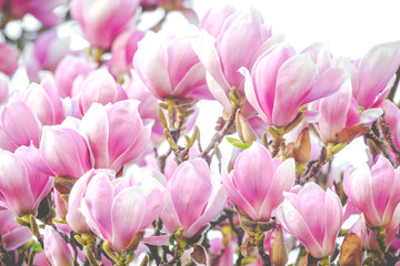 Obraz na płótnie Canvas beautiful rose magnolia blossom in spring