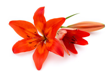 Lily flower with buds isolated on a white background.