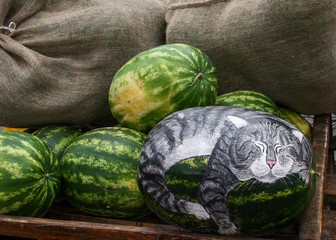 A bunch of watermelons and grey cat, drawn on the watermelon