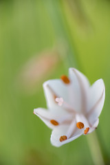 Detail flower Asphodelus