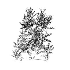 deciduous tree, graphic design sketch pen ink