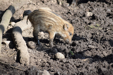 Frischling im Schlamm (ohne Mutter)