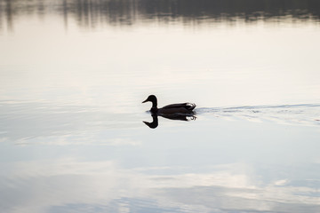 Duck / goose on big / huge lake during lovely spring sunset; loo