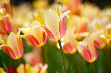 Tulips in garden in sunny day. Spring flowers. Gardening
