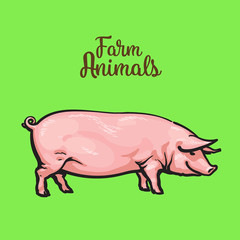 Pink pig on a green background, farm animals pig, sketch Vector illustration drawn by hand, one pig Image thick contented pigs for sale of meat