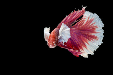 Betta fish