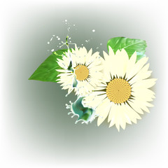 daisy flower, green leaves, water drops splatter vector