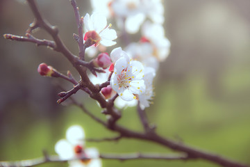Blossoming Trees with Flying Bee