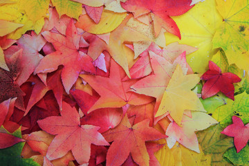 Naklejka na ściany i meble autumn leaves texture
