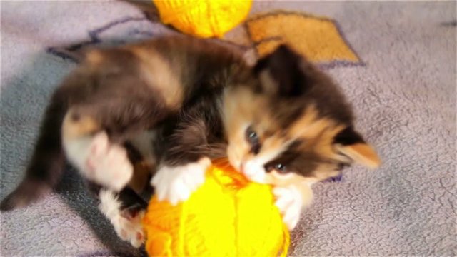 Little kitten playing with ball of red thread