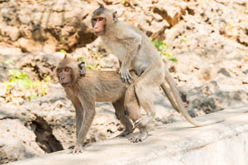 The breeding of monkey