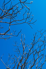 trees on blue sky background