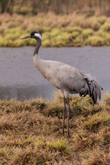 Common crane
