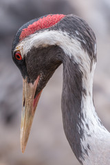 Common crane
