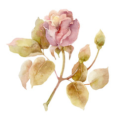 Fototapeta premium Single pink rose on white background