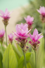 Obraz premium Garden tulips colorful background texture