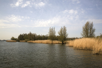 Bank of river Nieuwe Merwede, Biesbosch National Park, South Holland, Netherlands
